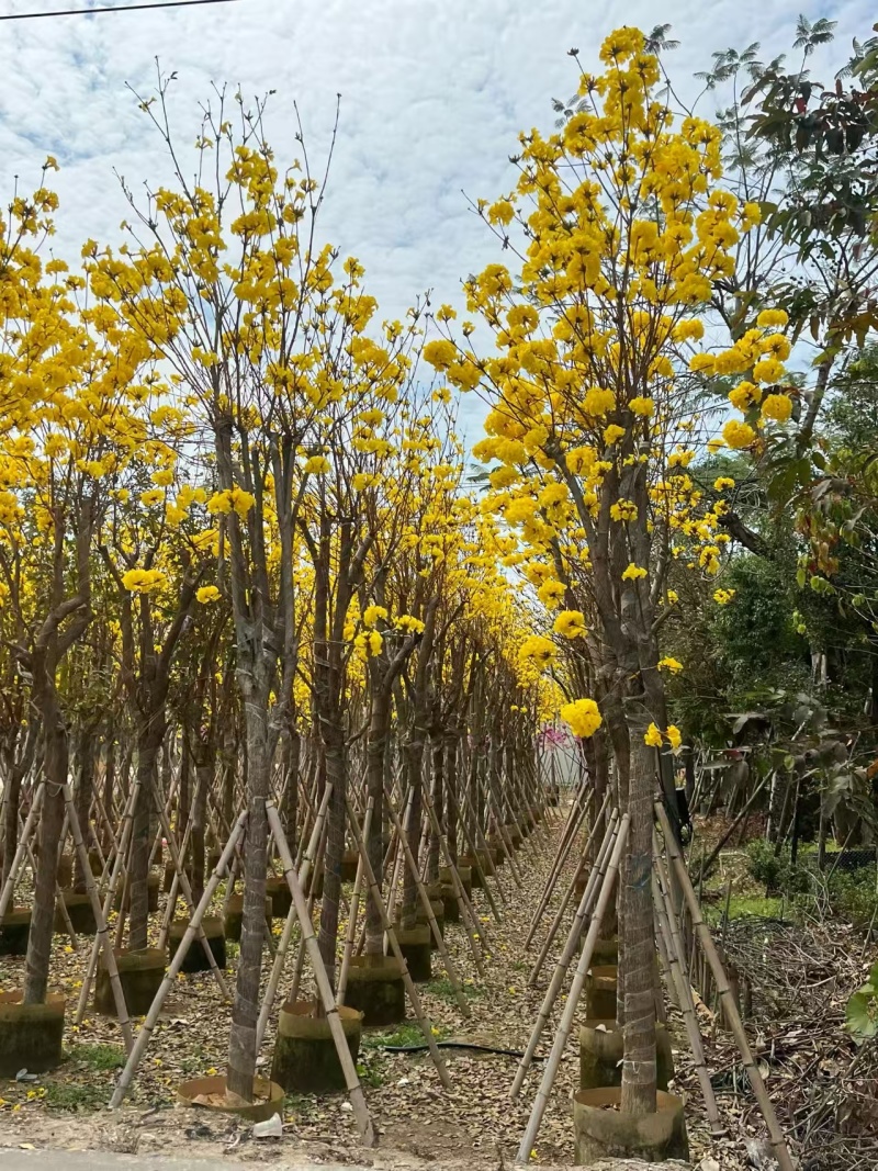 黄花风铃木8-12公分出售自家货源欢迎现场点苗看货