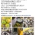 新会柑果皮