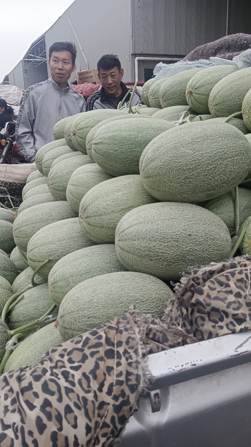 网纹甜瓜承接各大平台，电商商超市场，诚信经营，质量有保证