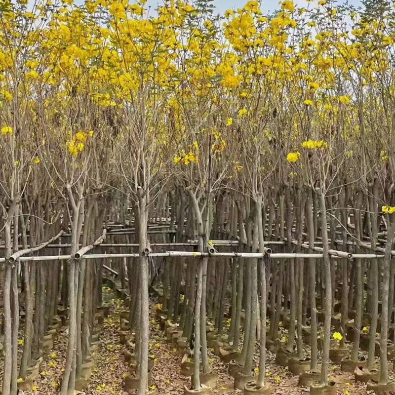 黄花风铃木3-8公分出售基地直线自家货源可视频