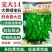 交大14鲜食毛豆种子口感甜糯大荚绿宝石大粒高产抗病商品性