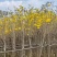 黄花风铃木3-8公分出售基地直线自家货源可视频
