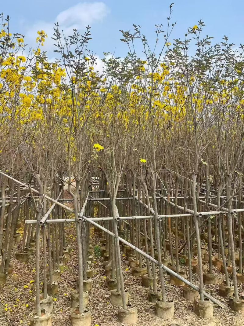 黄花风铃木3-8公分出售基地直线自家货源可视频