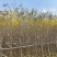 黄花风铃木3-8公分出售基地直线自家货源可视频