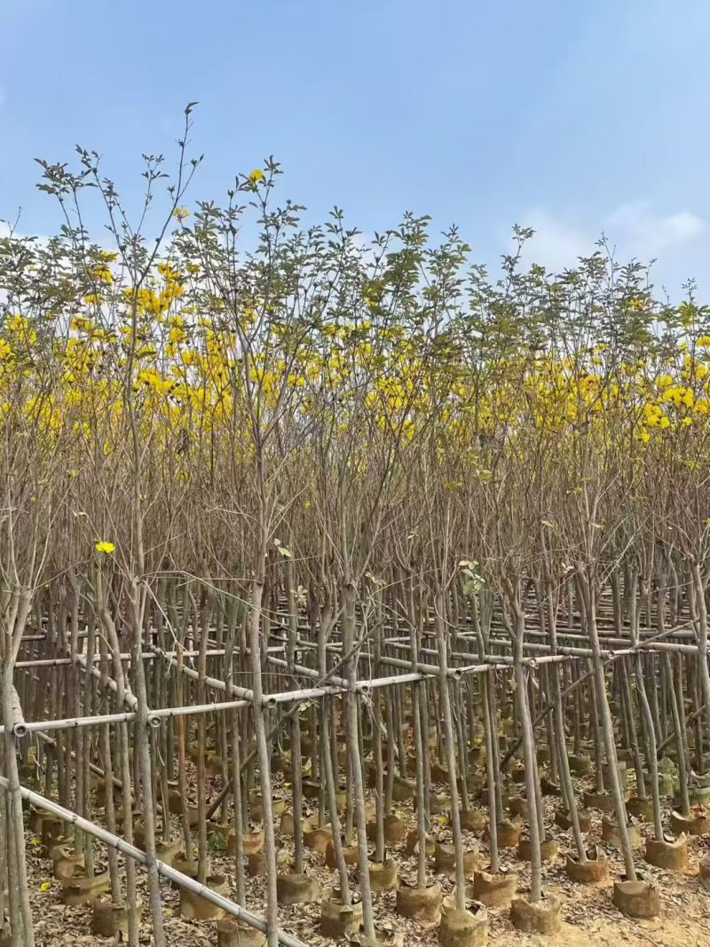 黄花风铃木3-8公分出售基地直线自家货源可视频