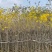 黄花风铃木3-8公分出售基地直线自家货源可视频
