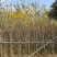 黄花风铃木3-8公分出售基地直线自家货源可视频
