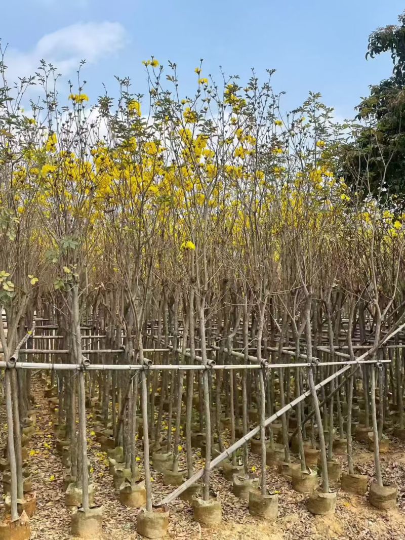 黄花风铃木3-8公分出售基地直线自家货源可视频