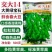 交大14鲜食毛豆种子口感甜糯大荚绿宝石大粒高产抗病商品性