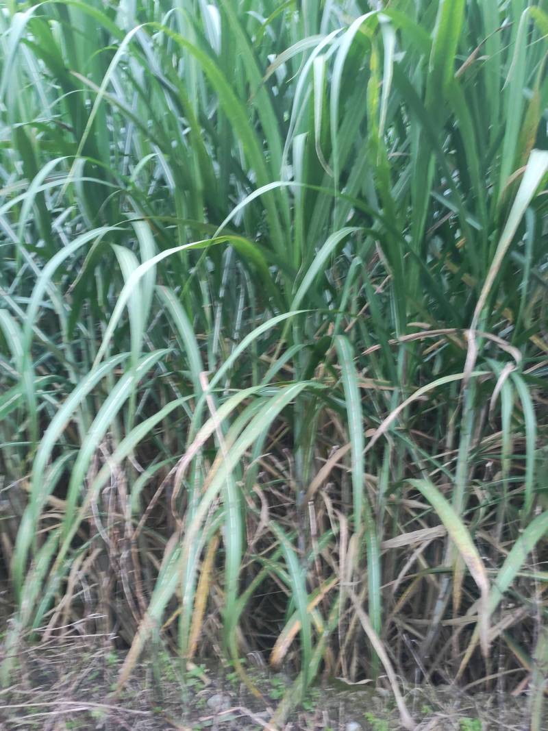 桂糖44甘庶种