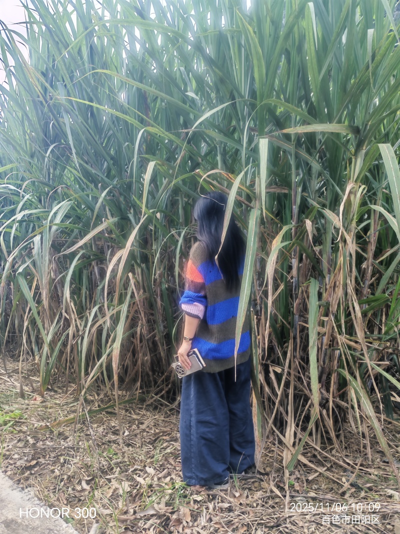 桂糖44甘庶种
