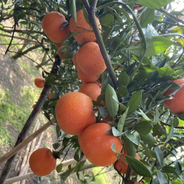 潮州蕉柑