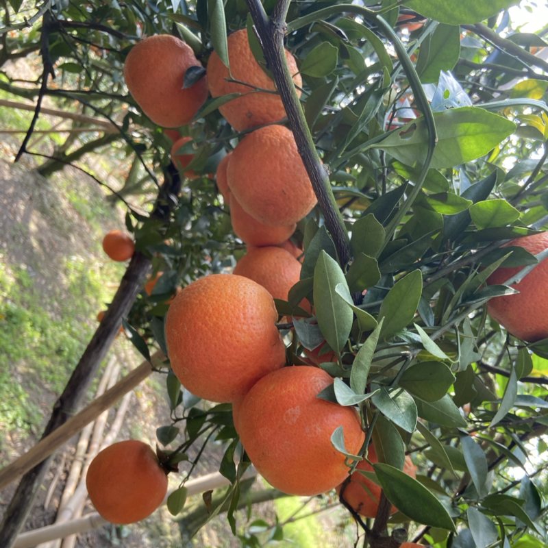 潮州蕉柑