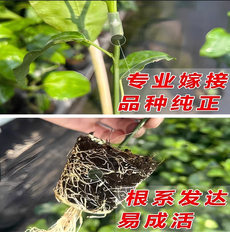 纯甜黄金百香果树苗嫁接苗四季开花当年结果纯甜南方种植爬藤