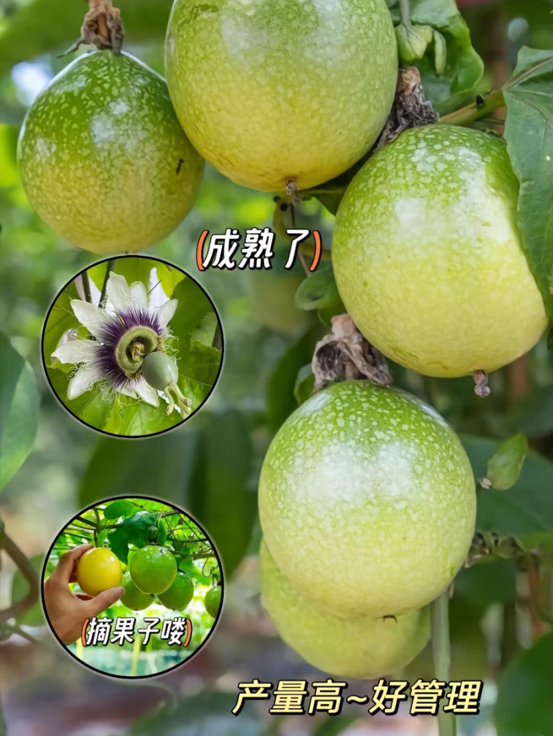 纯甜黄金百香果树苗嫁接苗四季开花当年结果纯甜南方种植爬藤