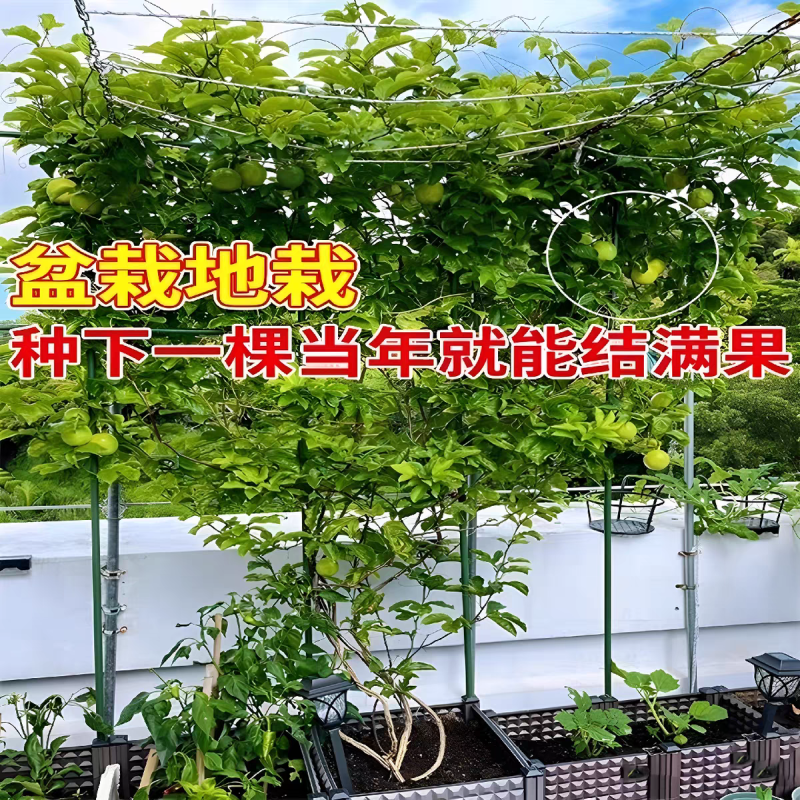 纯甜黄金百香果树苗嫁接苗四季开花当年结果纯甜南方种植爬藤