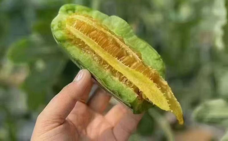 羊角蜜甜瓜一件代发，对接各类电商平台，货源充足，日接万单