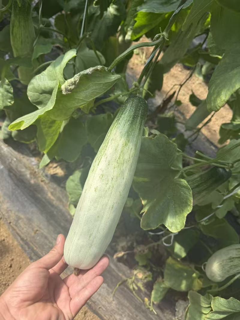 羊角蜜甜瓜一件代发，对接各类电商平台，货源充足，日接万单
