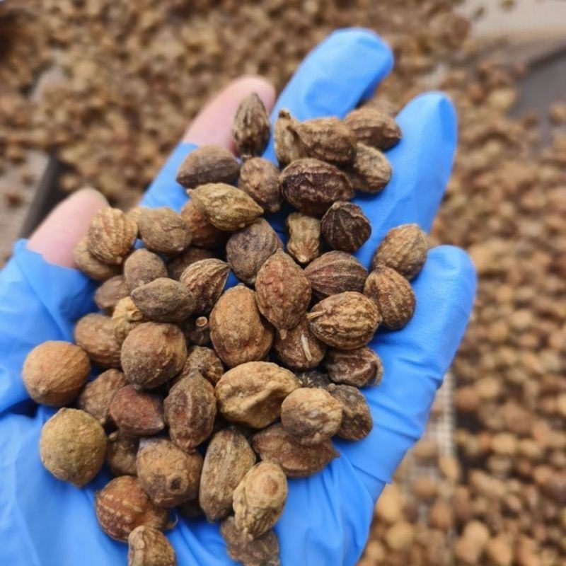 益智仁中药材海南野生益智仁米正品益智杜仲泡茶泡酒食用香料