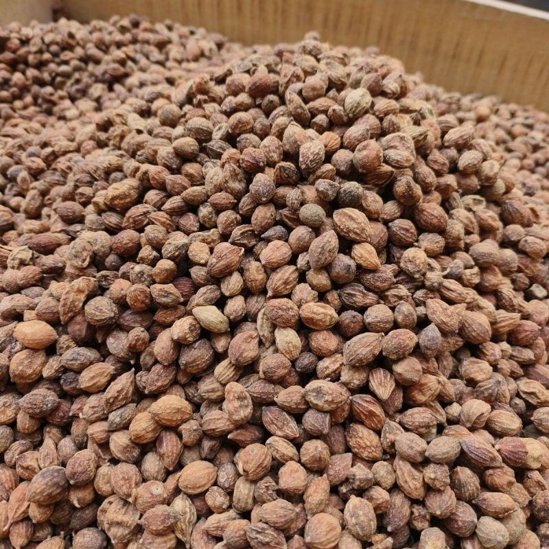 益智仁中药材海南野生益智仁米正品益智杜仲泡茶泡酒食用香料