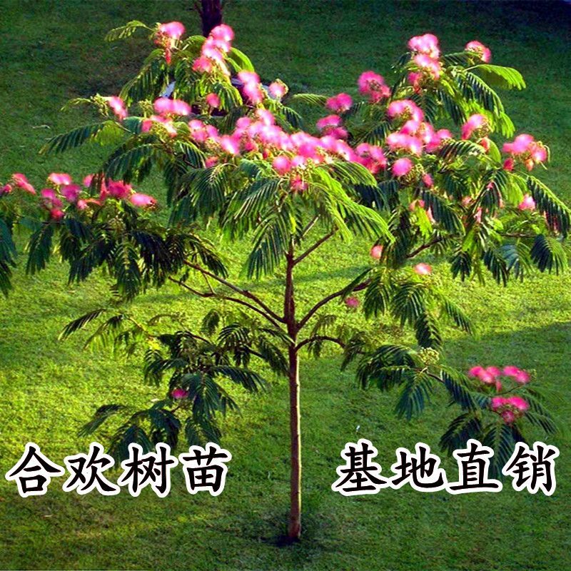 合欢苗、合欢小苗1米高到3公分基地直发，一手货源