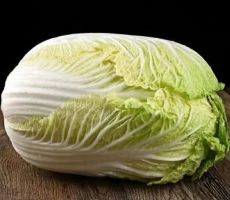 现摘大白菜