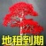 红枫盆栽树苗红舞姬红枫中国红枫好养耐寒买一送一