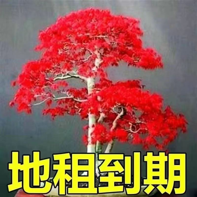 红枫盆栽树苗红舞姬红枫中国红枫好养耐寒买一送一