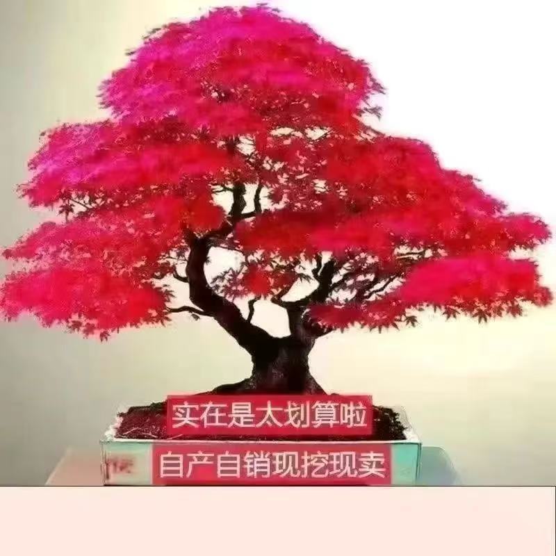 红枫盆栽树苗红舞姬红枫中国红枫好养耐寒买一送一