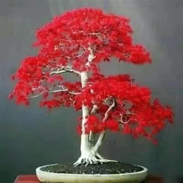红枫盆栽树苗红舞姬红枫中国红枫好养耐寒买一送一