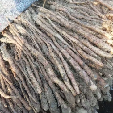 铁棍山药种苗