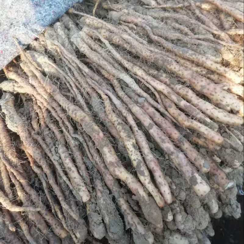 铁棍山药种苗