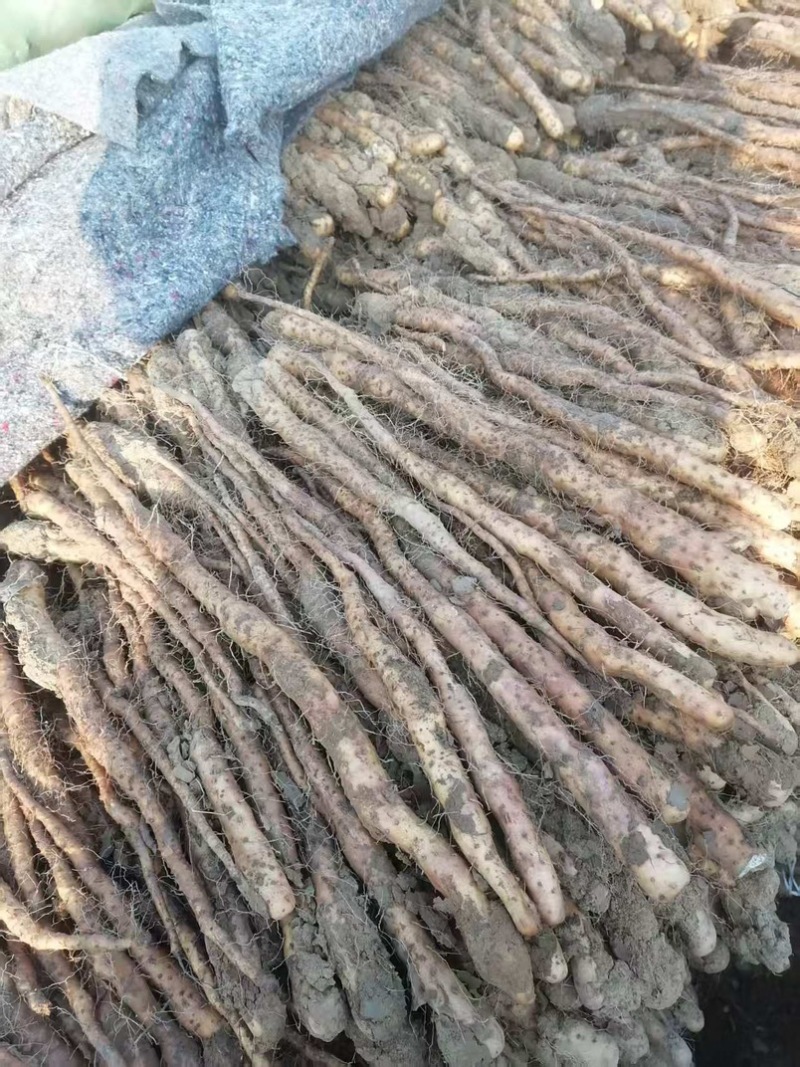 铁棍山药种苗