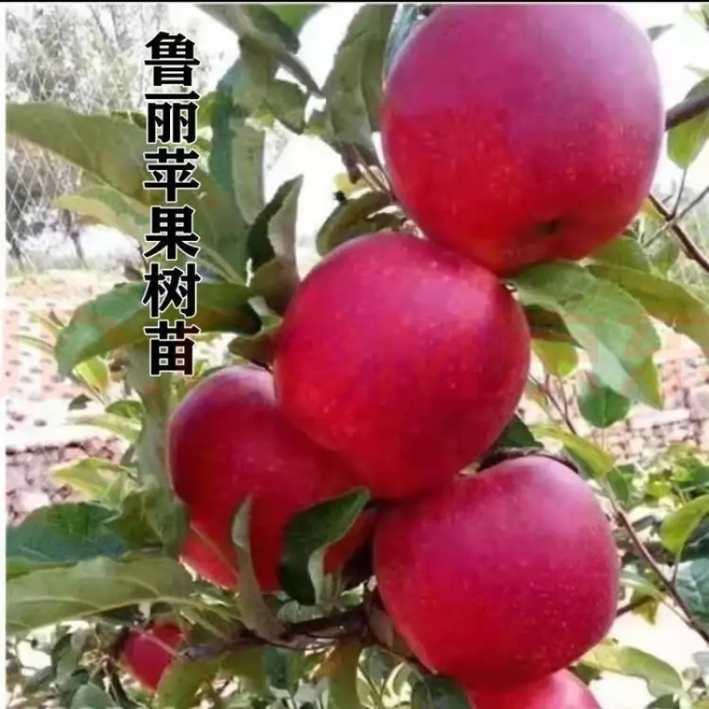 众城一号、苹果苗、山东、基地直供、、量大从优、全国发货