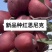 众城一号、苹果苗、山东、基地直供、、量大从优、全国发货