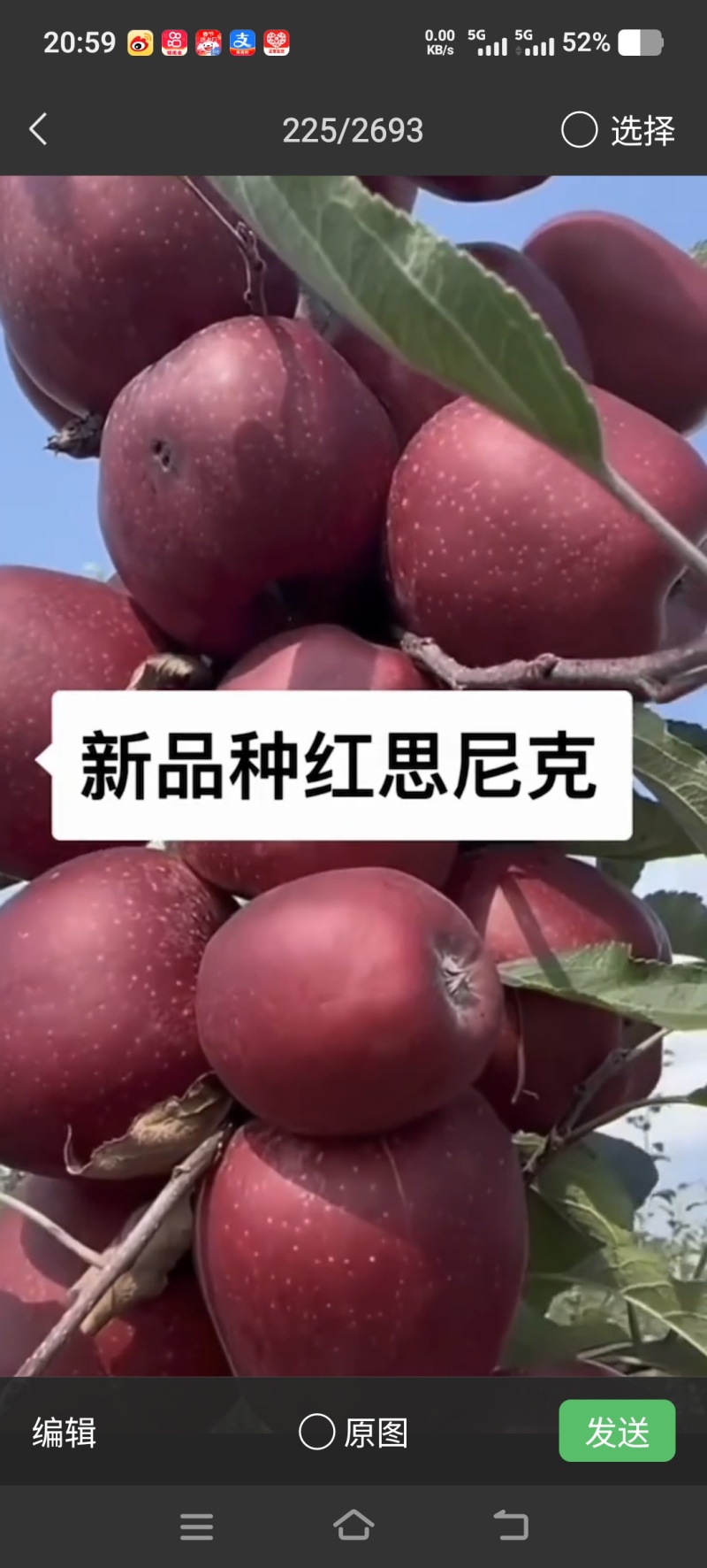 众城一号、苹果苗、山东、基地直供、、量大从优、全国发货