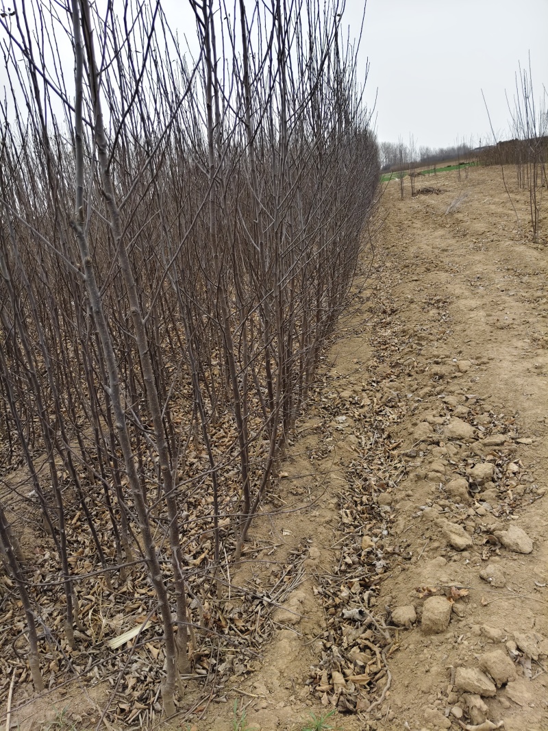 众城一号、苹果苗、山东、基地直供、、量大从优、全国发货