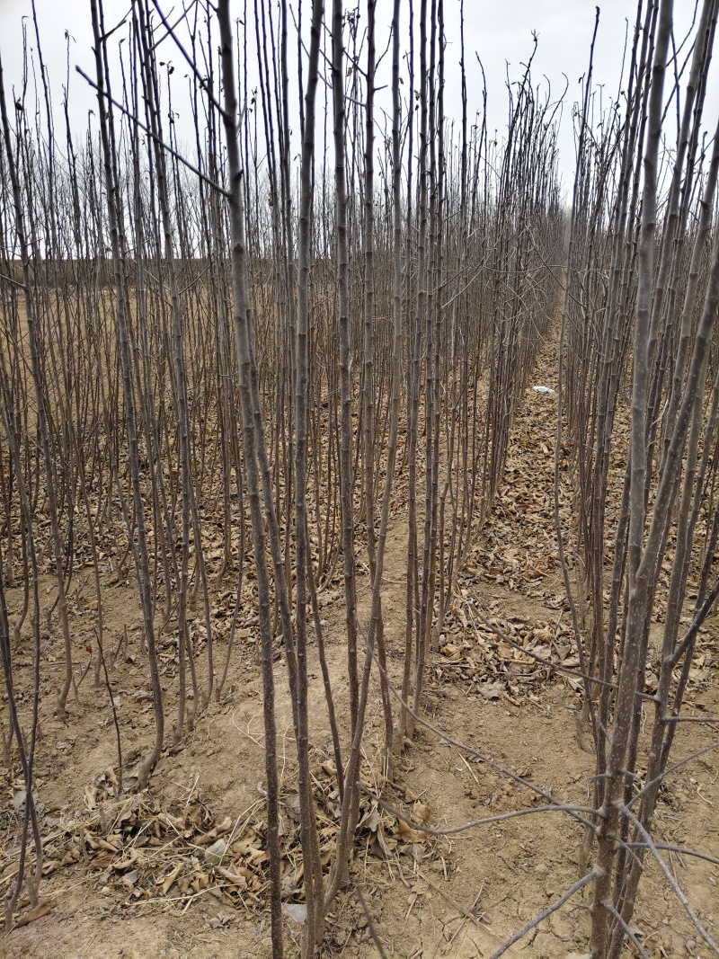 众城一号、苹果苗、山东、基地直供、、量大从优、全国发货