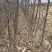 众城一号、苹果苗、山东、基地直供、、量大从优、全国发货
