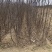 众城一号、苹果苗、山东、基地直供、、量大从优、全国发货
