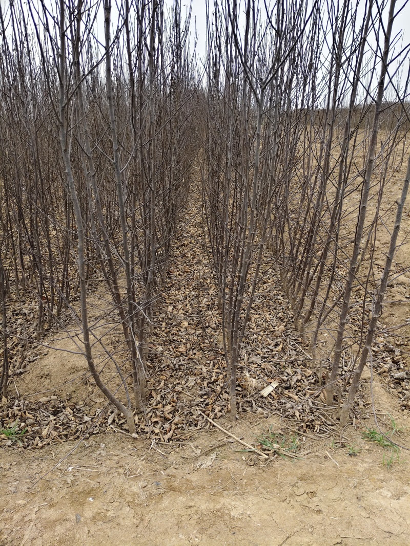 众城一号、苹果苗、山东、基地直供、、量大从优、全国发货
