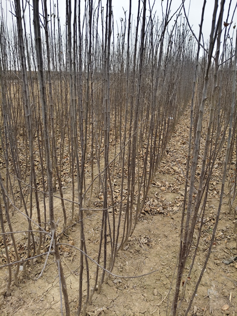 众城一号、苹果苗、山东、基地直供、、量大从优、全国发货