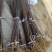 众城一号、苹果苗、山东、基地直供、、量大从优、全国发货
