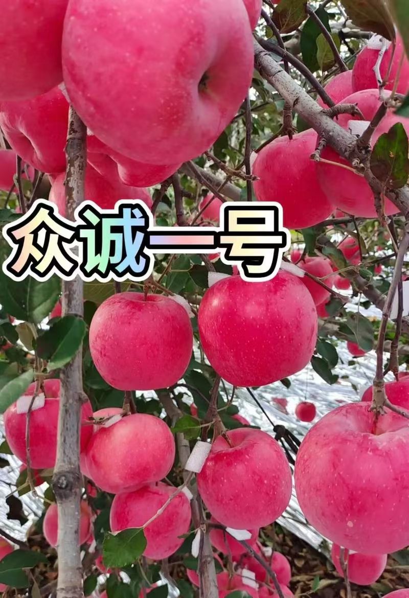 众城一号、苹果苗、山东、基地直供、、量大从优、全国发货