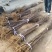 众城一号、苹果苗、山东、基地直供、、量大从优、全国发货