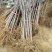 众城一号、苹果苗、山东、基地直供、、量大从优、全国发货