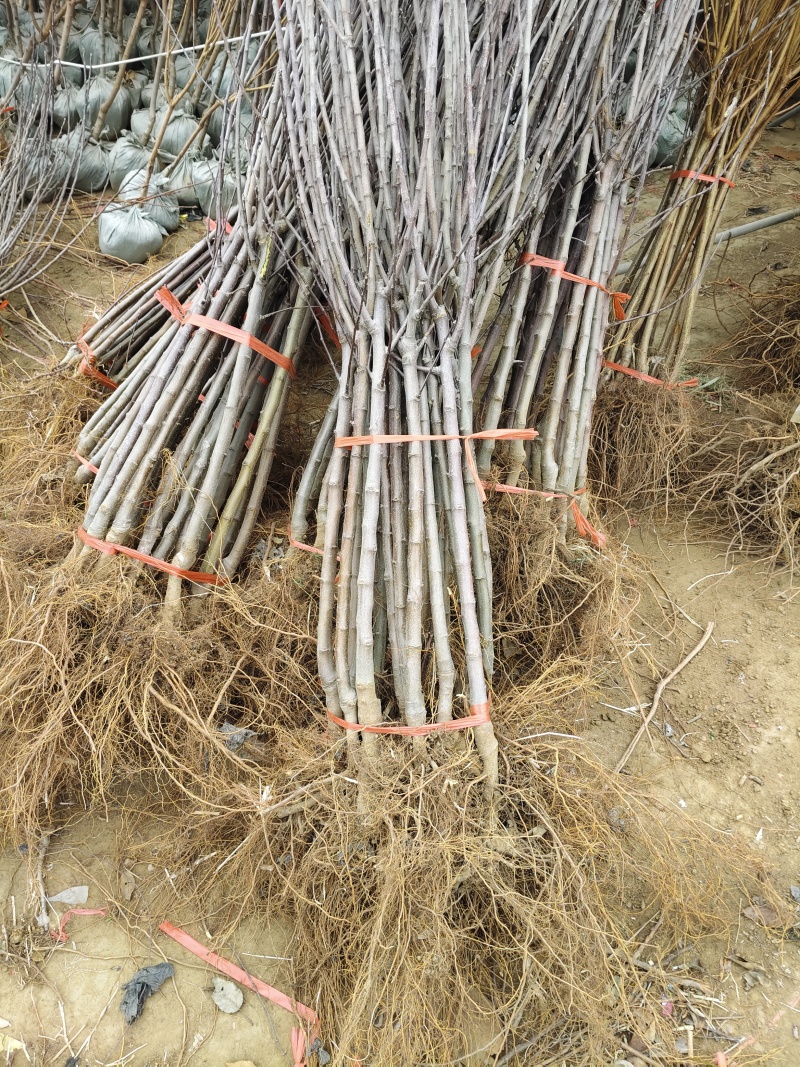 众城一号、苹果苗、山东、基地直供、、量大从优、全国发货