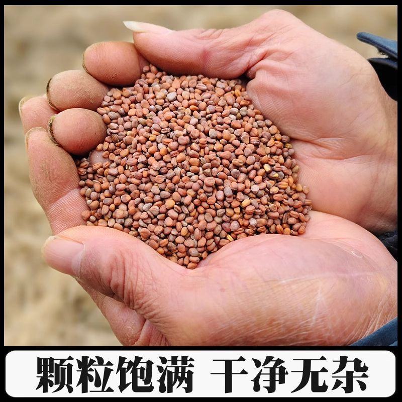 莱菔子中药材炒熟生的新货莱菔子茶萝卜籽煮茶煮水批发零售