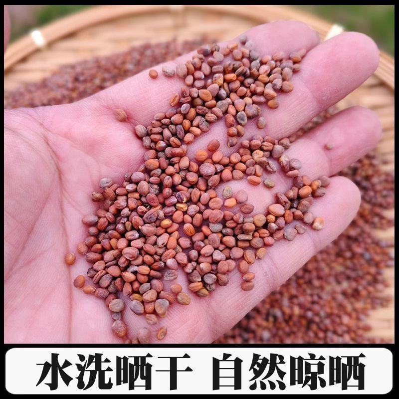 莱菔子中药材炒熟生的新货莱菔子茶萝卜籽煮茶煮水批发零售
