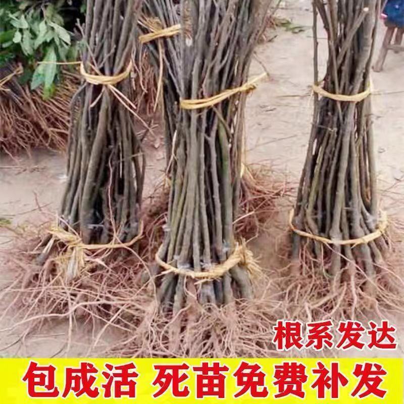 万寿果拐枣树苗，鸡爪莲，金钩梨果树苗南北可种盆栽地栽